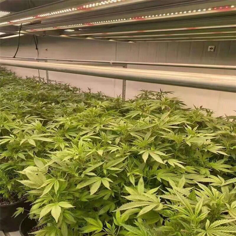 深圳八爪魚植物補(bǔ)光燈做的靠譜的廠家有哪些？